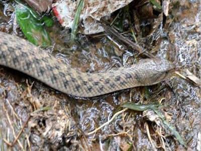 Karnataka: Drunk man tries to catch snake in Devanahalli, gets bitten