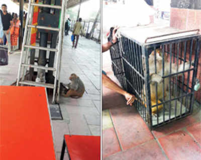 Monkey that created scare at stations caged
