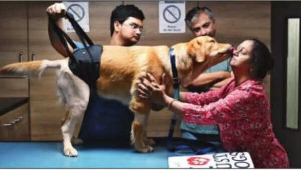 Mumbai: 2 dogs running & kicking after rare hip replacement surgery