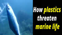 How plastics threaten marine life 