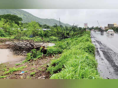 3,000 trees being hacked to widen Bhiwandi bypass