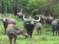 Kaziranga wild buffaloes find new home in Kanha reserve, fill over 100-year void