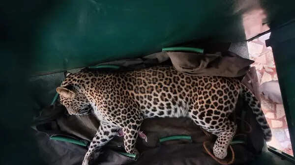 Dawn scare as leopard enters Siddhartha Nagar home, rescued