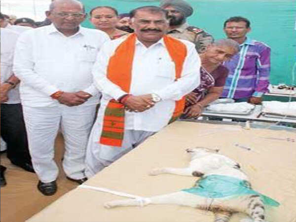 Cat neutered in open for minister’s viewing in Bhuj