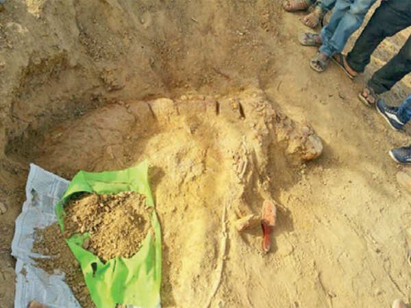 First Jurassic-era ‘fish lizard’ fossil found in Gujarat