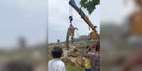 Karnataka: Crocodile found dead after eating sheep at Tungabhadra 