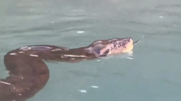Man's swim with giant Anaconda sparks fear