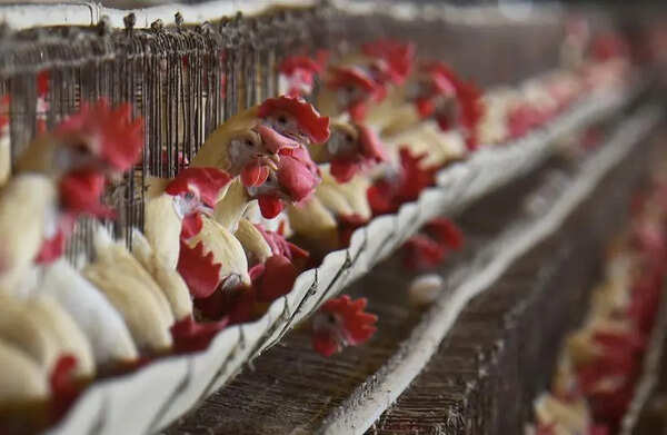 Bilaspur bird flu under Centre lens, curbs hit poultry trade