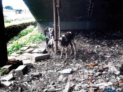 9 starving calves rescued from a makeshift tin shed under a foot overbridge outside Ghatkopar station