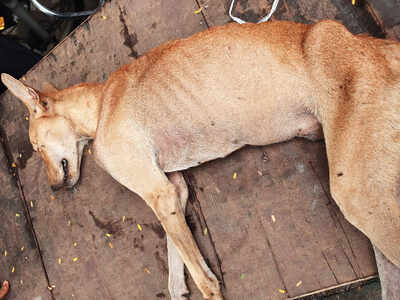 Two guards in Worli booked for thrashing a dog that entered premises to take shelter from the rain