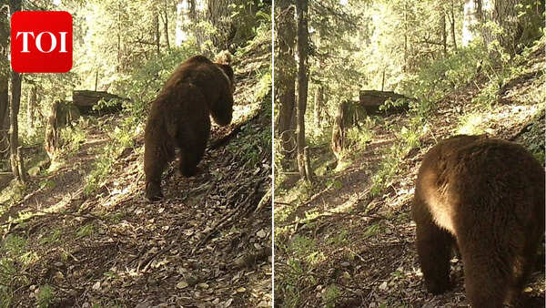Himalayan brown bears confirmed after decades in Gamgul Sanctuary’s wilderness