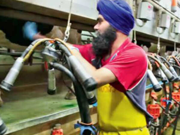 Sikh cheese tale not so rosy