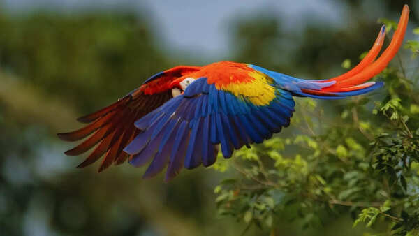 Which continent is known as the Bird Continent?