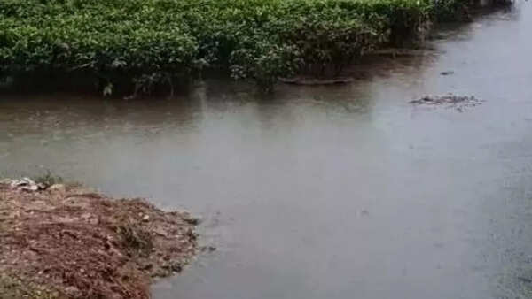Heavy rain and Bhutan water surge: North Bengal tea gardens submerged