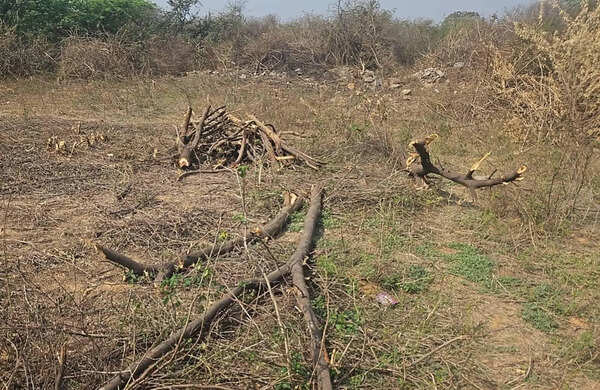 Forest dept targets officer for RTI disclosure amid illegal tree felling inquiry