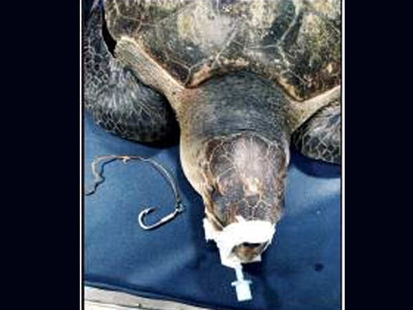 Olive Ridley turtle with fish hook in throat found at Versova beach, undergoes 5-hour operation
