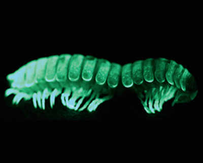 Evolution of bioluminescence