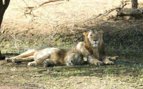 Infighting killed 11 lions and 35 leopards last year in Gujarat