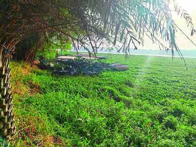 BBMP has given Madiwala Lake green-carpet welcome