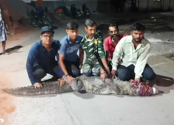 8-foot crocodile rescued from pit