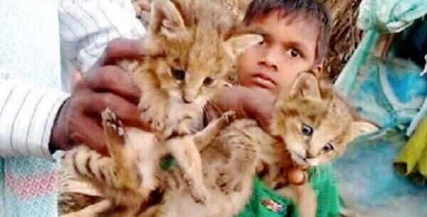Boy mistakes leopard cubs for cats, plays with them