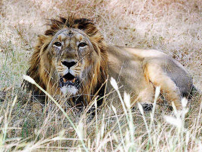 4 lions rescued from open well in Gir forest