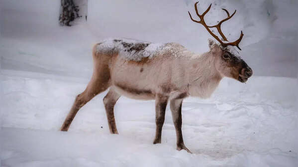 Reindeer