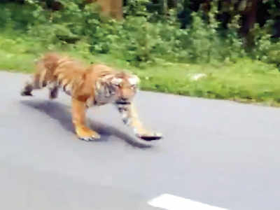 Tiger attacks Range Forest Officer