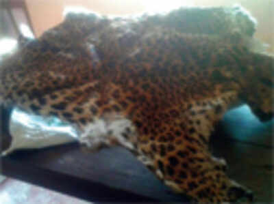 Leopard-meat eater held in Aldur, officials seize skin