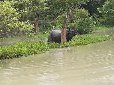 Assam floods: 90 per cent of Kaziranga National Park submerged; 15 animals dead