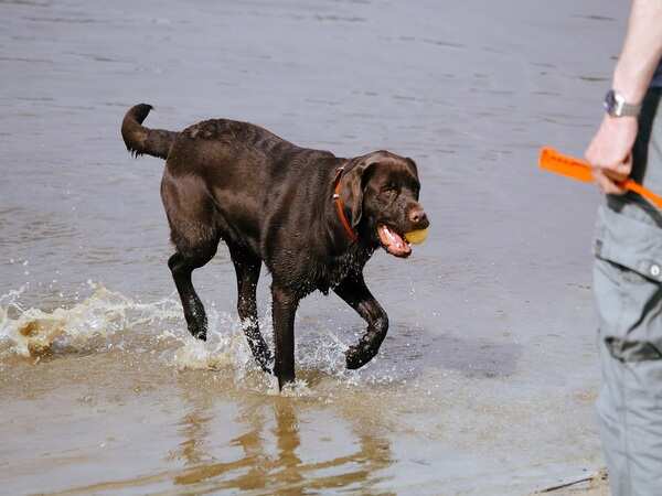 Dog food for labradors: Keep your pet labradors healthy & active
