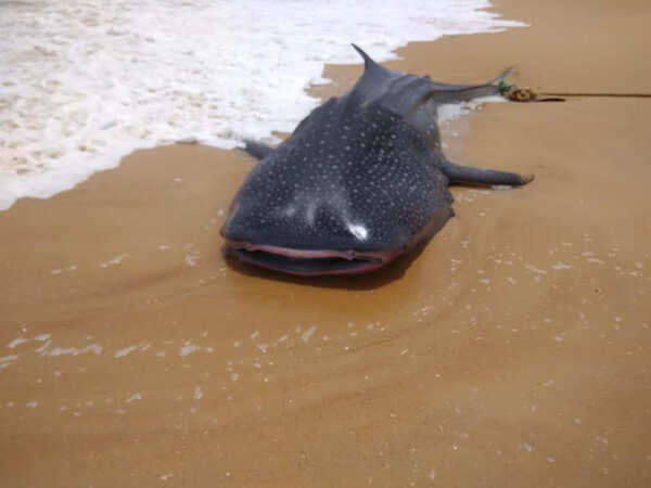 Whale shark washed ashore in Mangaluru; dies