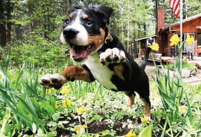 Pet Puja: When dogs get too excited