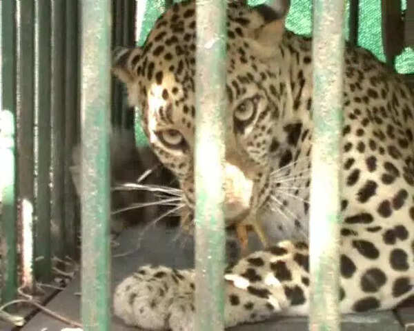 Leopard mauls five-year-old girl