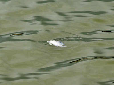 After Ulsoor, hundreds of fish surface at Hebbal Lake