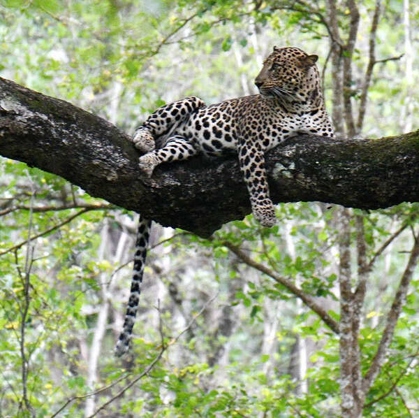 Leopard spotted near Wagle estate area in Mumbai