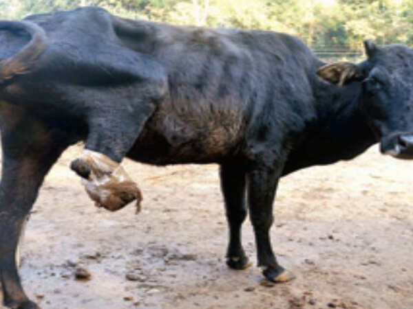 Poachers' traps killing pets, stray animals in Kangra