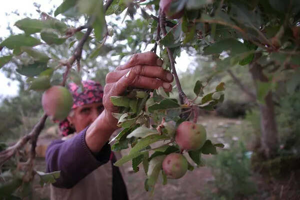 HP apple output improves; mismatch between cultivation area & production a cause of concern