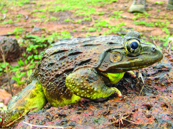 Chorus of bullfrogs grows fainter with each passing monsoon in Goa