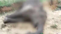 Elephant killed after getting electrocuted in Chhattisgarh’s Raigarh, 2 arrested 