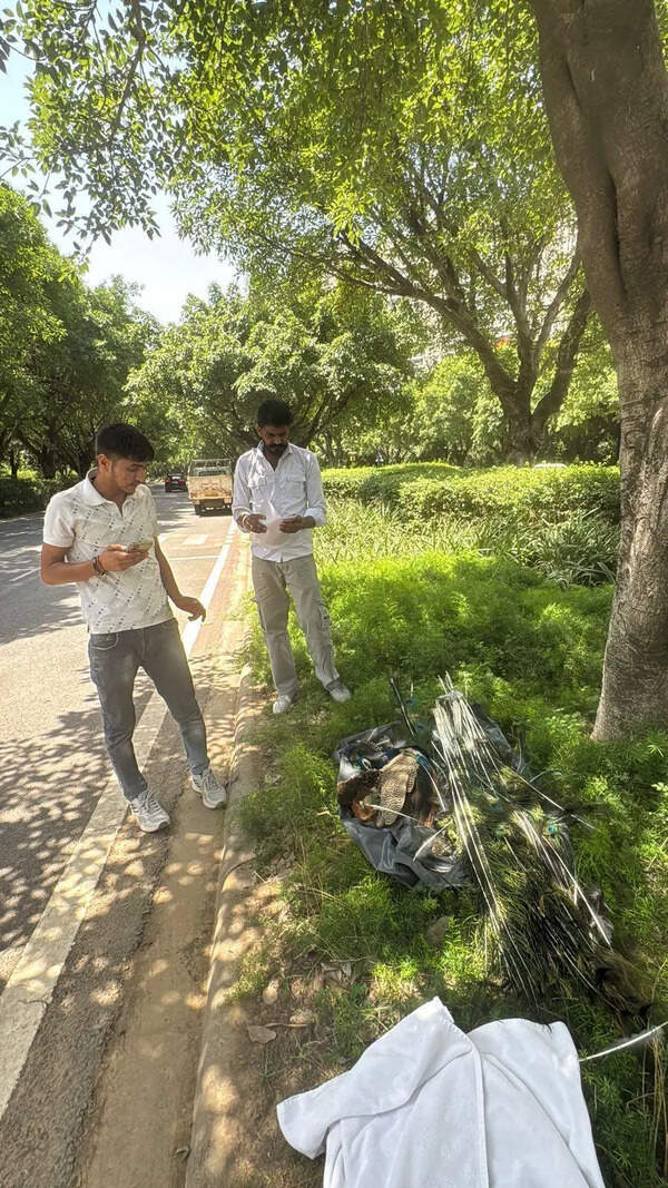 Peacock hit by car dies near condo, FIR against driver