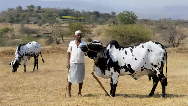 How science saved a cow breed known for sweet milk