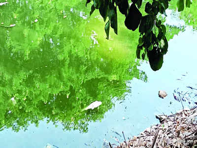 Toxicity of city’s lakes