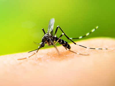 Minor rise in malaria cases this year, says BMC