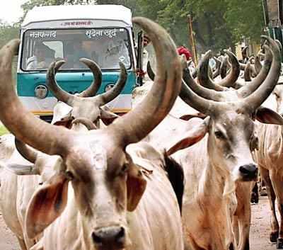 Cattle slaughter: 8 Youth Congress cadres in Kerala held for slaughtering calf in public