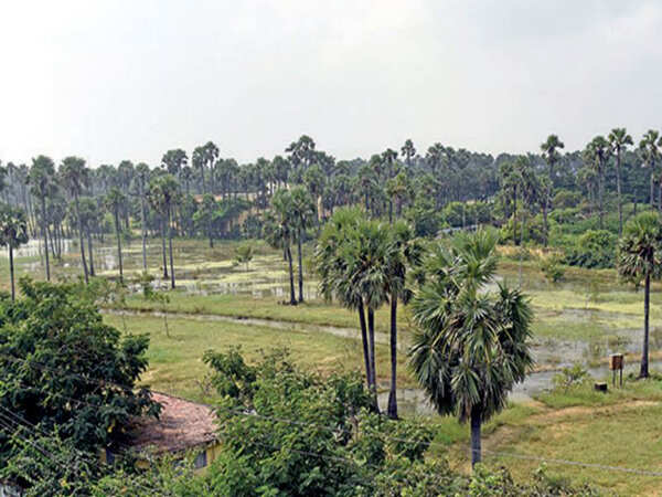 Madhavaram awaits botanical garden