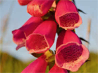Foxgloves and Snapdragons