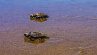South Goa logs over 6k olive ridley eggs, half of last season