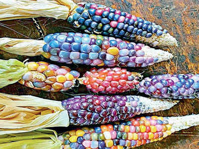 Hyderabad: Farmer duo grows corn that look like jewels