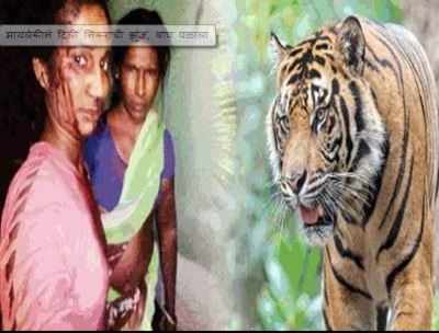 Maharashtra: Woman fights off tiger with a stick in Bhandara